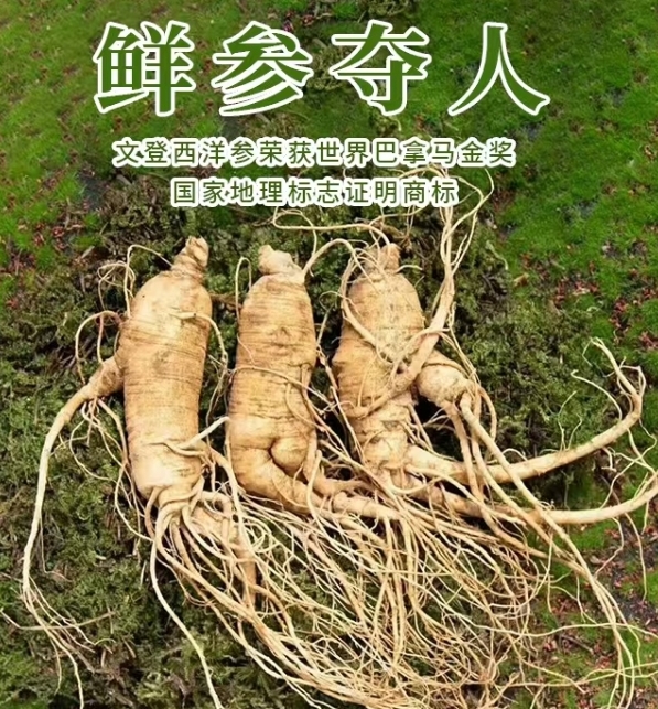 鮮西洋參.